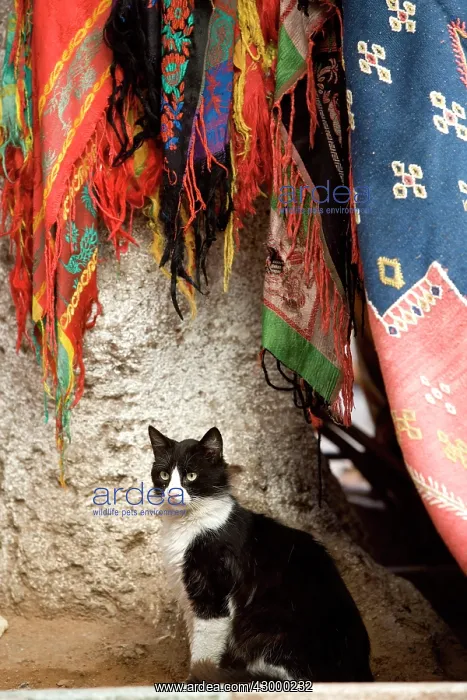 : Black & White Cat by scarves : Black & White Cat by scarves