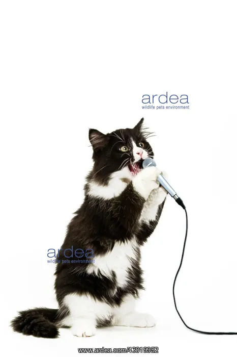 : Black & White Cat - singing into microphone : Black & White Cat - singing into microphone