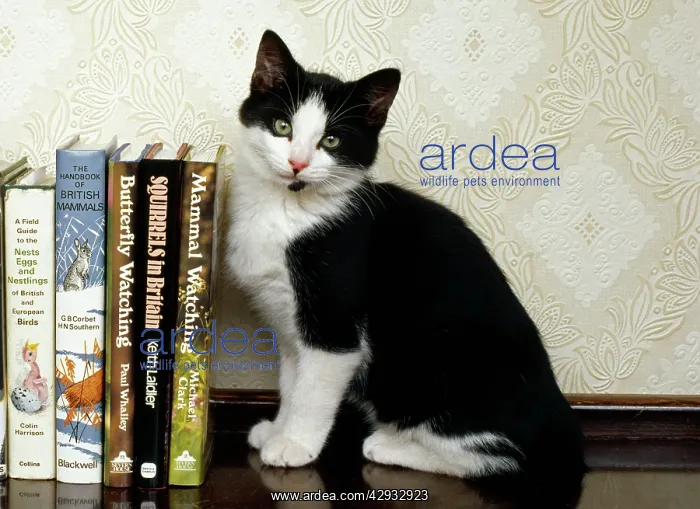 : Black & White CAT - sitting by books : Black & White CAT - sitting by books