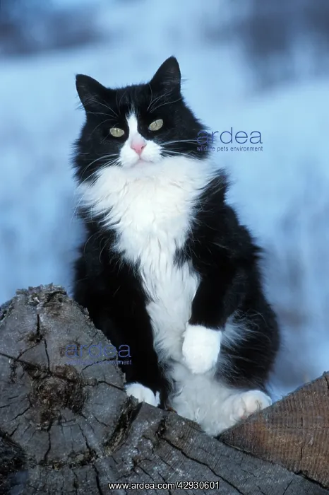 : Black and White Cat - Sitting upright on logpile : Black and White Cat - Sitting upright on logpile