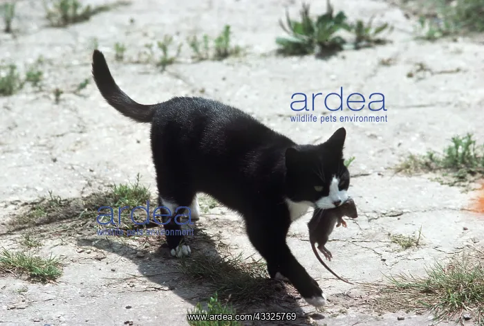 : Black & white cat - with small rat in farmyard : Black & white cat - with small rat in farmyard