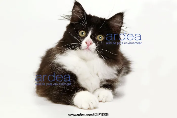 : Black & White Cat - in studio : Black & White Cat - in studio