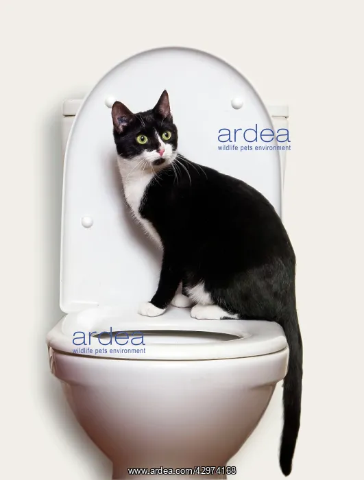 : Black and White Cat - on toilet seat in bathroom : Black and White Cat - on toilet seat in bathroom