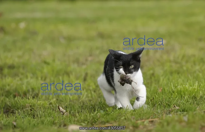  : Black and white cat walking with a mouse in its mouth