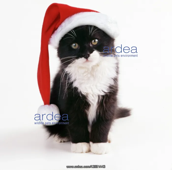 : Black & White Cat wearing Christmas hat : Black & White Cat wearing Christmas hat