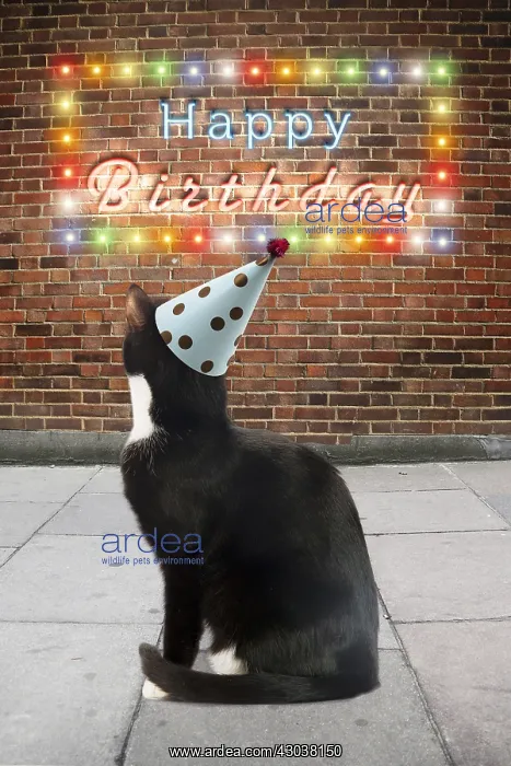 : Black and White Cat, wearing party hat looking : Black and White Cat, wearing party hat looking