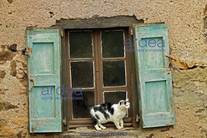 : Black & White Cat - on windowsill of French house : Black & White Cat - on windowsill of French house