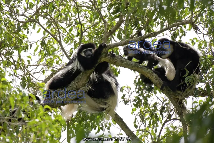 : Black and White Colobus : Black and White Colobus