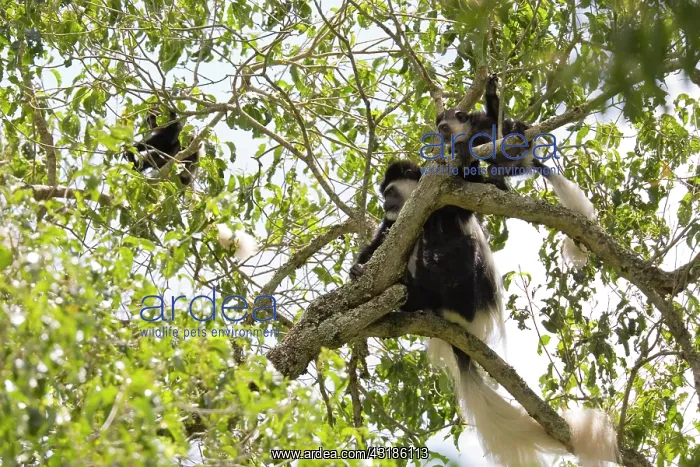  : Black and White Colobus