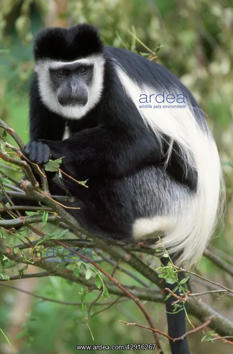 : Black and White Colobus Monkey - close-up in tree : Black and White Colobus Monkey - close-up in tree