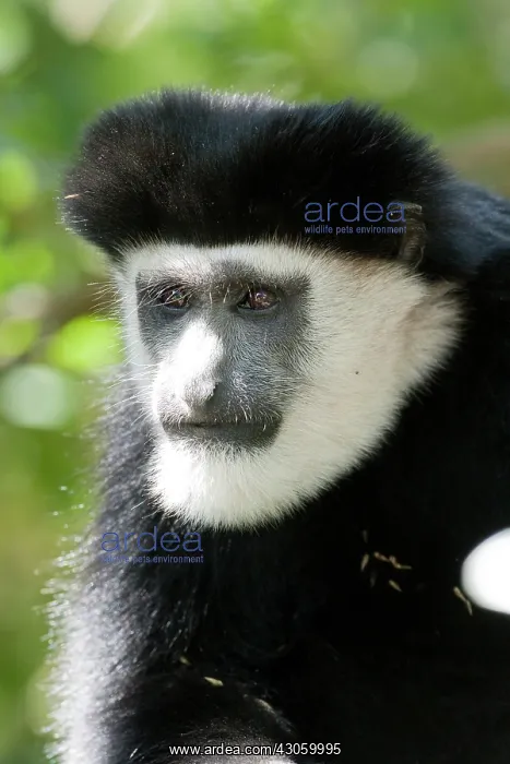 : Black and White Colobus Monkey, Colobus : Black and White Colobus Monkey, Colobus