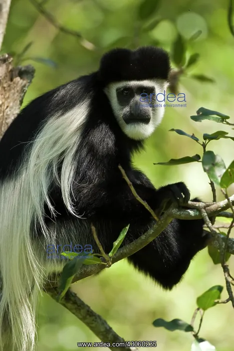 : Black and White Colobus Monkey, Colobus : Black and White Colobus Monkey, Colobus