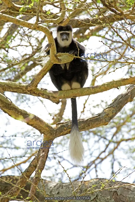 : Black and White Colobus Monkey Elsamere, Kenya : Black and White Colobus Monkey Elsamere, Kenya