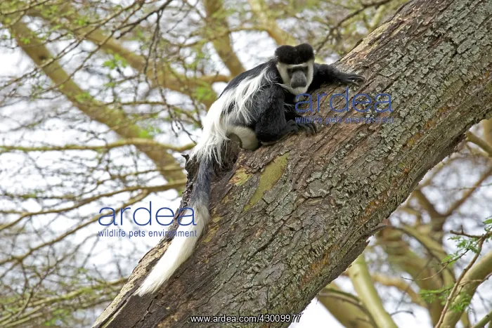: Black and White Colobus Monkey Elsamere, Kenya : Black and White Colobus Monkey Elsamere, Kenya