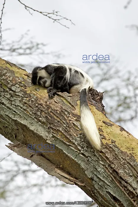 : Black and White Colobus Monkey Elsamere, Kenya : Black and White Colobus Monkey Elsamere, Kenya