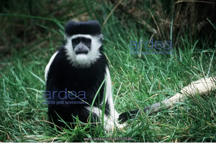 : Black and White Colobus Monkey / Guereza : Black and White Colobus Monkey / Guereza