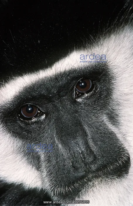 : Black and White Colobus Monkey / Guereza - close-up of face : Black and White Colobus Monkey / Guereza - close-up of face