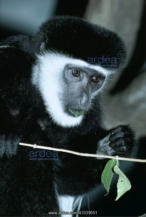  : Black and White Colobus Monkey  /  Guereza - eating leaf