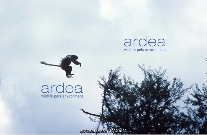 : Black and White Colobus Monkey / Guereza - leaping to tree : Black and White Colobus Monkey / Guereza - leaping to tree