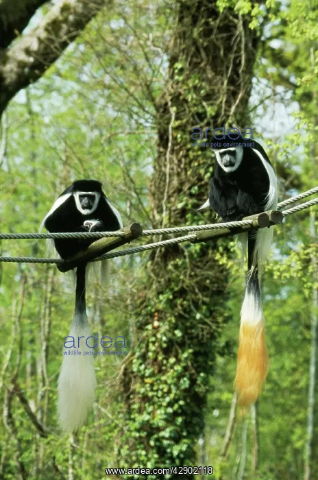 : Black and White Colobus Monkey / Guereza Monkey - pair : Black and White Colobus Monkey / Guereza Monkey - pair