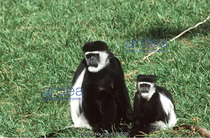 : Black and White Colobus Monkey / Guereza & with young : Black and White Colobus Monkey / Guereza & with young