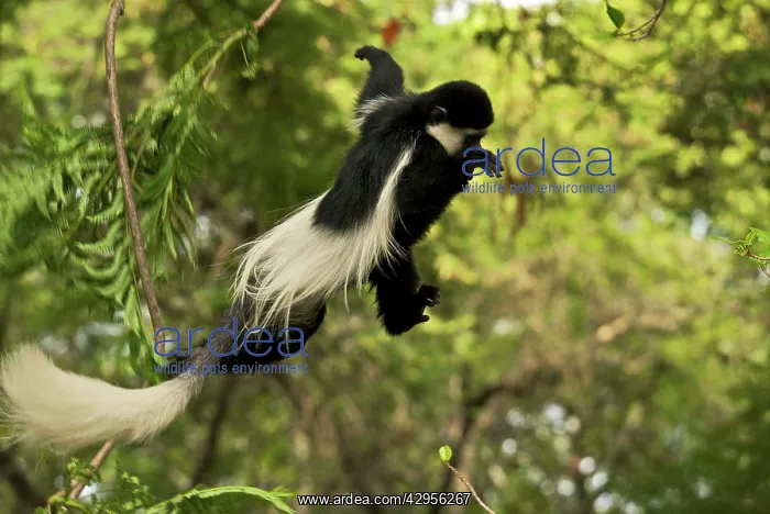 : Black and White Colobus Monkey - leaping in mid-air : Black and White Colobus Monkey - leaping in mid-air