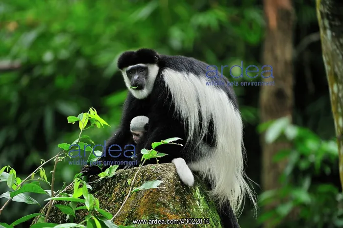 : Black and White Colobus Monkey / Mantled Guereza : Black and White Colobus Monkey / Mantled Guereza