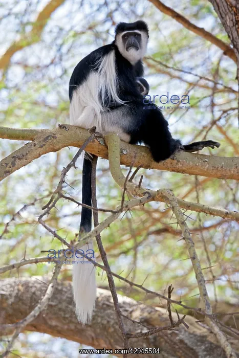 : Black and White Colobus Monkey - with young : Black and White Colobus Monkey - with young