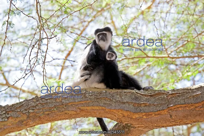 : Black and White Colobus Monkey - with young : Black and White Colobus Monkey - with young