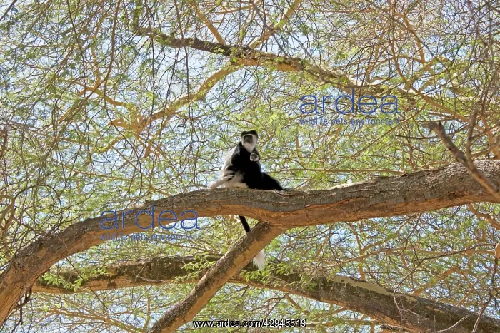 : Black and White Colobus Monkey - with young : Black and White Colobus Monkey - with young