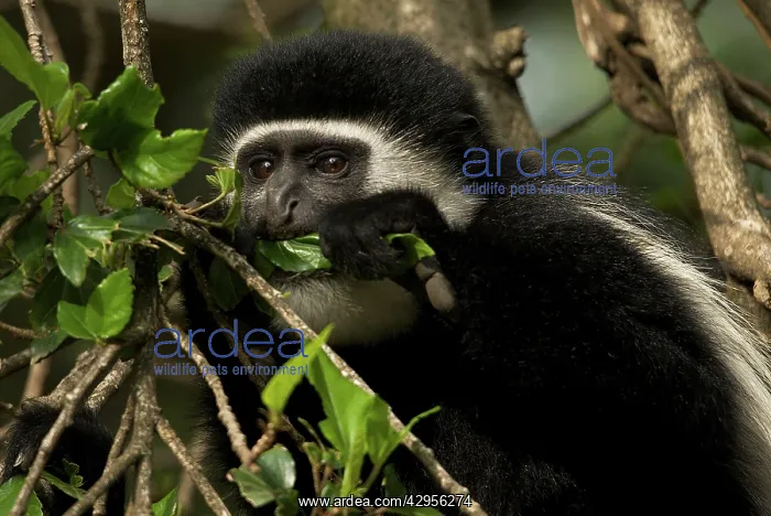 : Black and White Colobus Monkey - young individual : Black and White Colobus Monkey - young individual