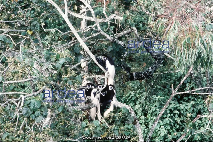 : Black and white Colobus MONKEYS / Guereza - group : Black and white Colobus MONKEYS / Guereza - group