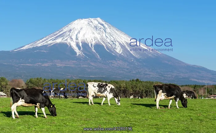 : Black and white cows on a green pasture in front : Black and white cows on a green pasture in front