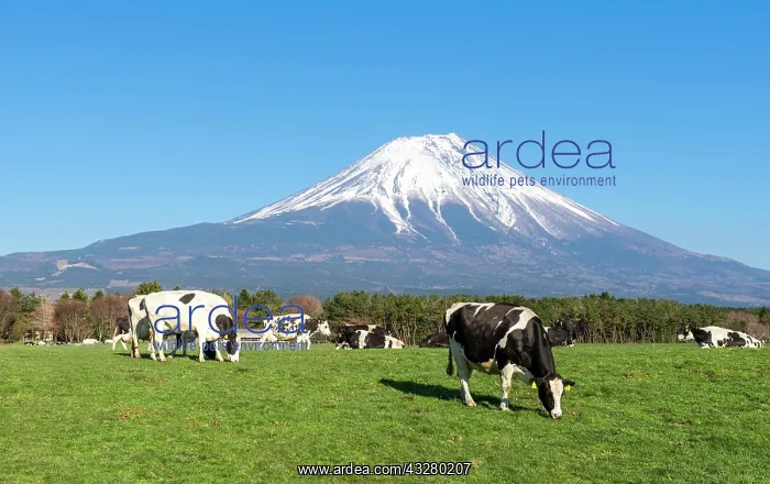 : Black and white cows on a green pasture in front : Black and white cows on a green pasture in front