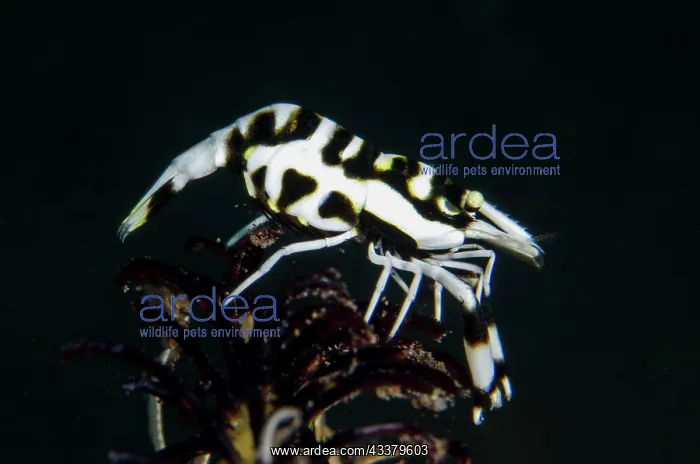 : Black and White Crinoid Shrimp : Black and White Crinoid Shrimp