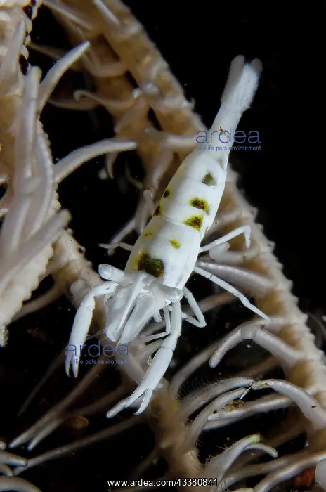 : Black and White Crinoid Shrimp on Crinoid (Comatulida : Black and White Crinoid Shrimp on Crinoid (Comatulida