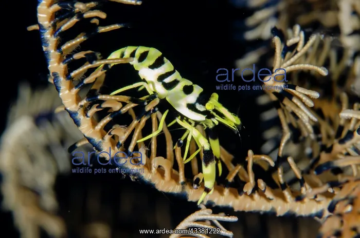 : Black and White Crinoid Shrimp on Crinoid (Comatulida : Black and White Crinoid Shrimp on Crinoid (Comatulida