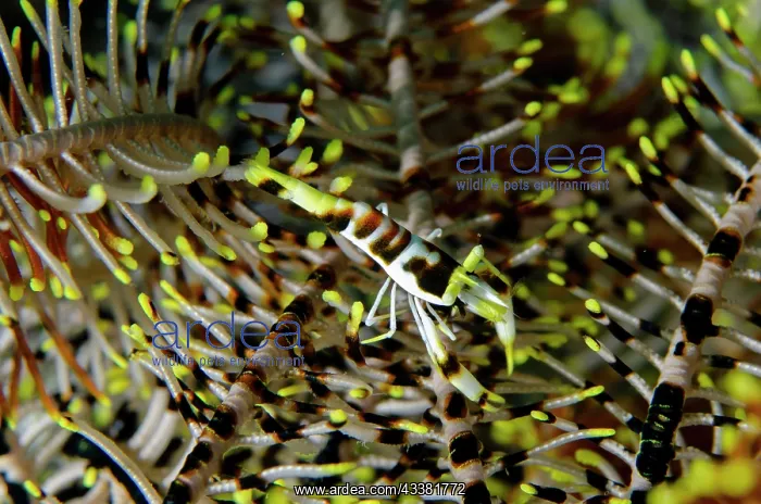  : Black and White Crinoid Shrimp on Crinoid (Comatulida