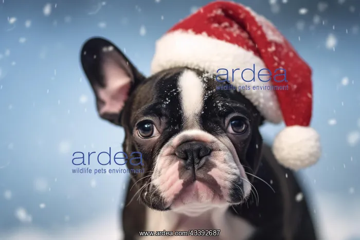  : Black and white French Bulldogd og with red Santa