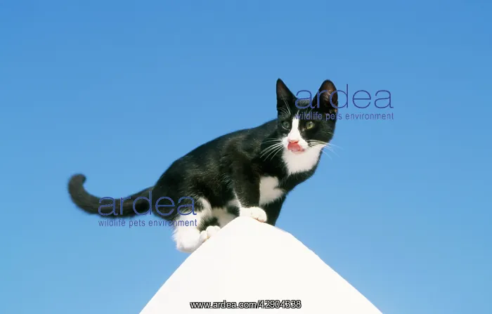 : Black and white Greek CAT - standing on white pinnacle : Black and white Greek CAT - standing on white pinnacle
