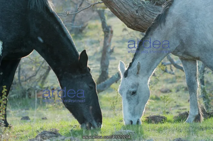 : Horse. A black and a white Horse (Equus caballus) grazing together : Horse. A black and a white Horse (Equus caballus) grazing together