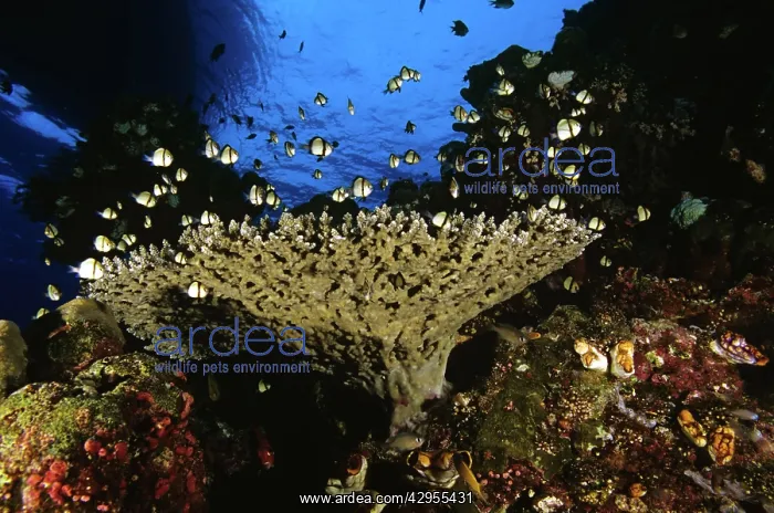  : Black & White Humbugs - near staghorn coral, dive