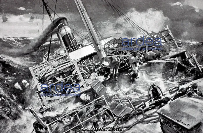 : Black & White Illustration: Animals transported : Black & White Illustration: Animals transported