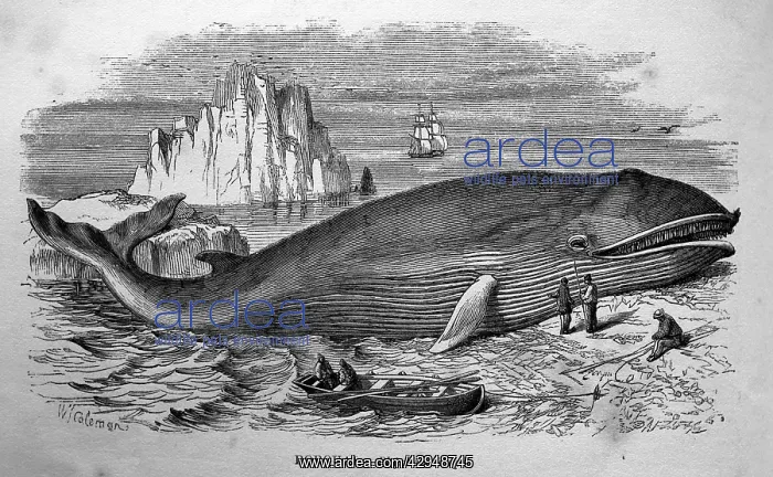  : Black & White Illustration: Beached Whale