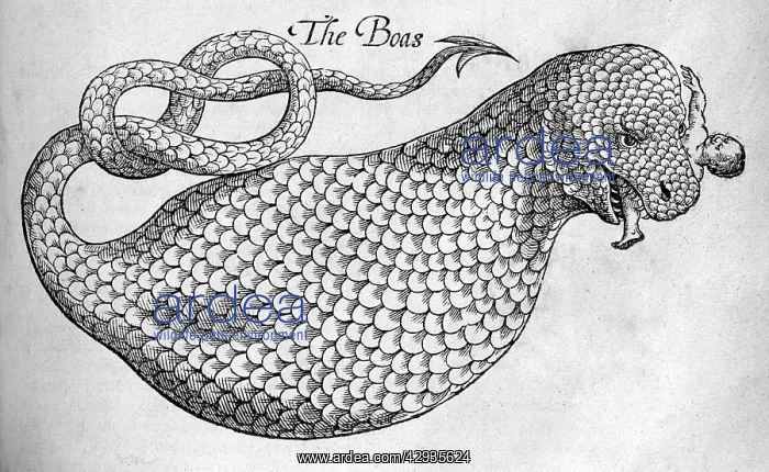 : Black & White Illustration: Boa Snake eating human : Black & White Illustration: Boa Snake eating human
