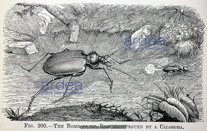  : Black & White Illustration: Bombadier beetle defensive