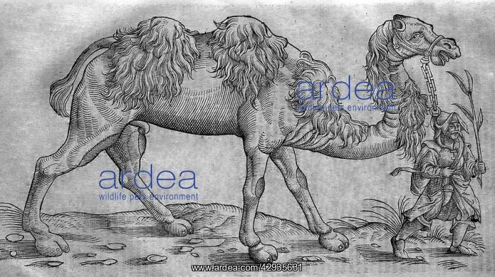 : Black & White Illustration: Camel and man - woodcut : Black & White Illustration: Camel and man - woodcut