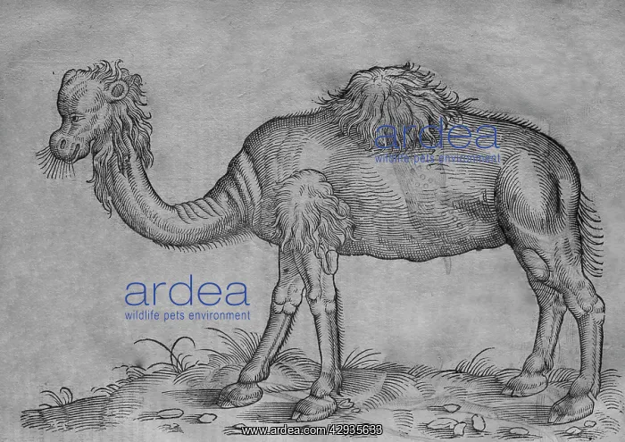 : Black & White Illustration: Camel - woodcut in Topsell 1658 : Black & White Illustration: Camel - woodcut in Topsell 1658