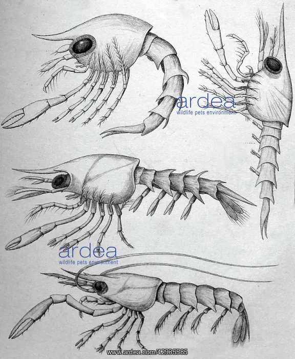 : Black & White Illustration: Crab zoea larvae. Pagurus etc : Black & White Illustration: Crab zoea larvae. Pagurus etc