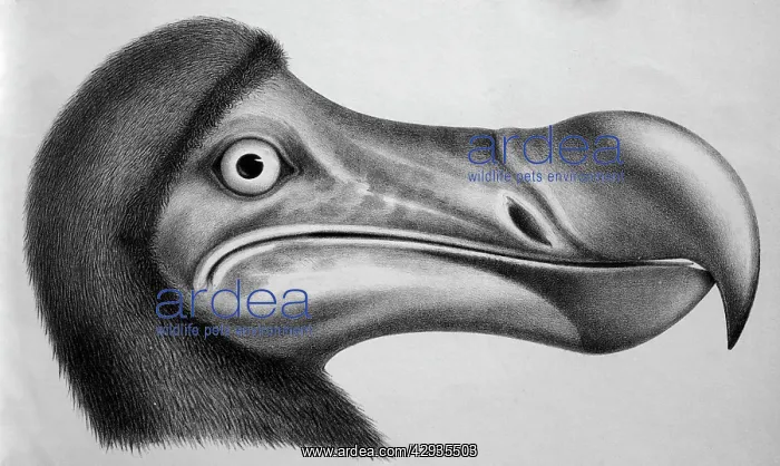 : Black & White Illustration: Dodo - from Strickland 1848 : Black & White Illustration: Dodo - from Strickland 1848